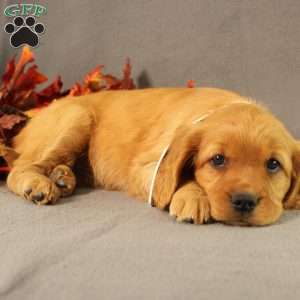 Sonya, Miniature Golden Retriever Puppy