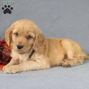 Shane, Miniature Golden Retriever Puppy