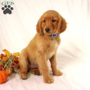 Alex, Miniature Golden Retriever Puppy