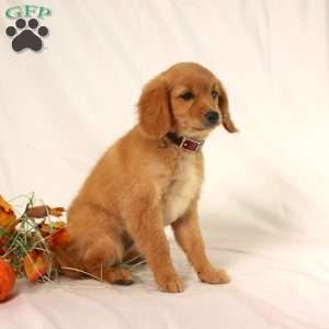 Apricot, Miniature Golden Retriever Puppy