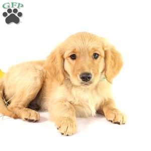 Albert, Miniature Golden Retriever Puppy