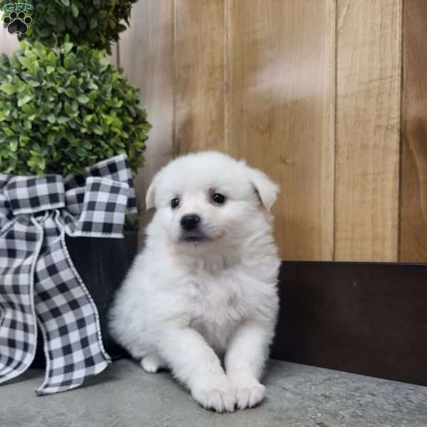 Tucker, American Eskimo Puppy