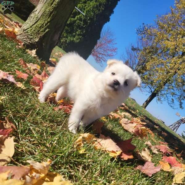 Zoey, American Eskimo Puppy