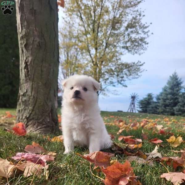 Jax, American Eskimo Puppy