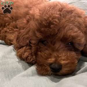 Harley, Toy Poodle Puppy