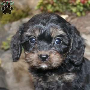 Charleen, Cavapoo Puppy