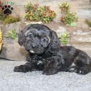 Cathy, Cavapoo Puppy