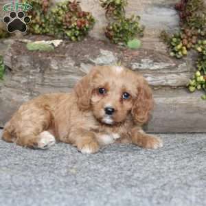 Crystal, Cavapoo Puppy