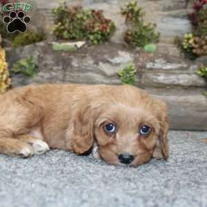 Cindy, Cavapoo Puppy