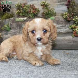 Cody, Cavapoo Puppy