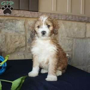 Samson, Mini Labradoodle Puppy