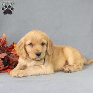 Shane, Miniature Golden Retriever Puppy