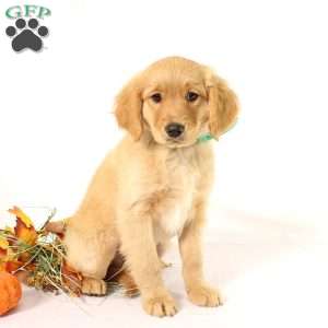 Albert, Miniature Golden Retriever Puppy