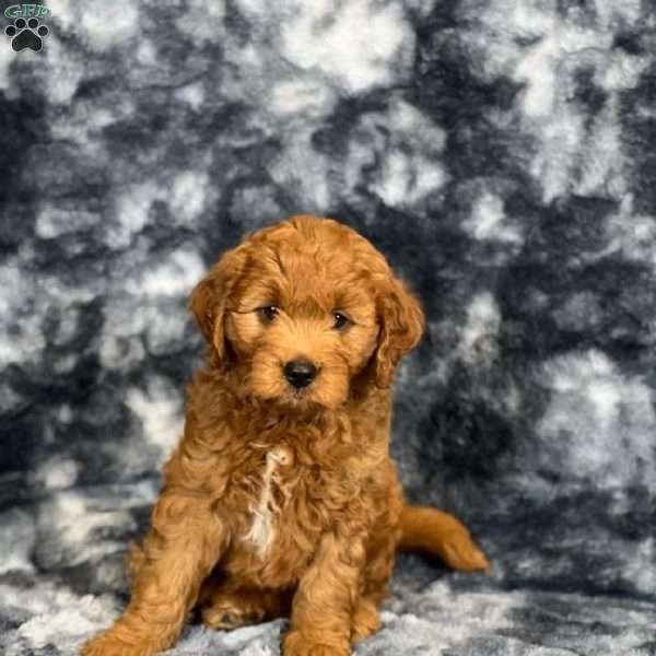 Sadie, Mini Goldendoodle Puppy