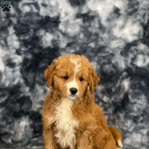 Cooper, Mini Goldendoodle Puppy