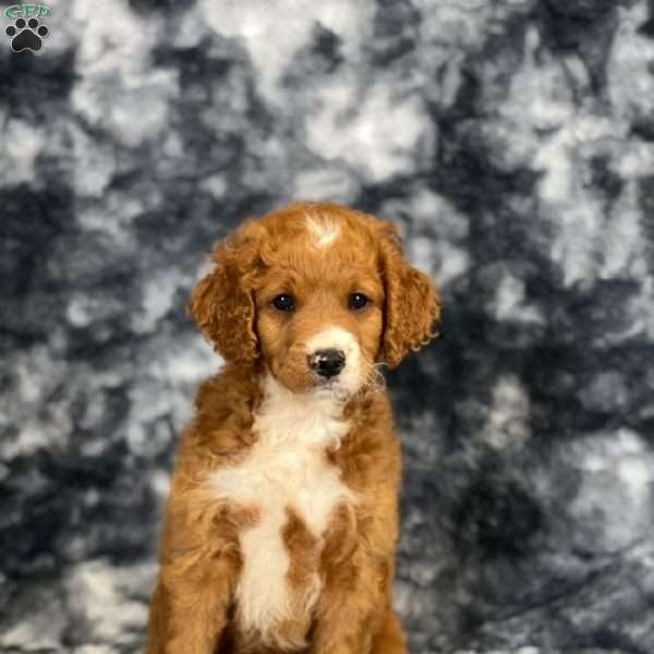 Lola, Mini Goldendoodle Puppy