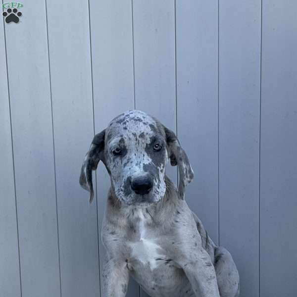 Brody, Great Dane Puppy