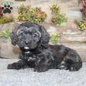 Cathy, Cavapoo Puppy