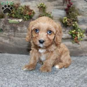 Cindy, Cavapoo Puppy