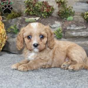 Cody, Cavapoo Puppy