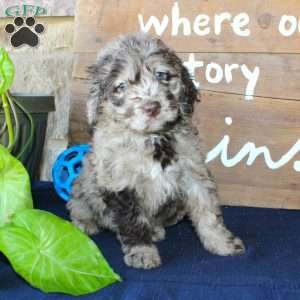 Kelly, Mini Labradoodle Puppy