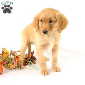 Albert, Miniature Golden Retriever Puppy