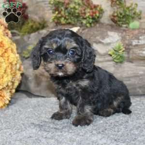 Charleen, Cavapoo Puppy