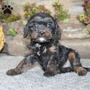 Calvin, Cavapoo Puppy