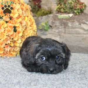 Cathy, Cavapoo Puppy