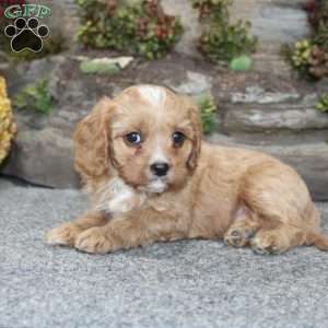 Cody, Cavapoo Puppy