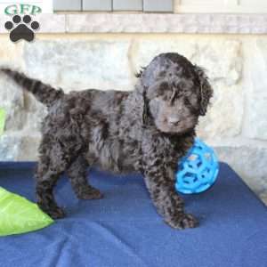 Kyle, Mini Labradoodle Puppy