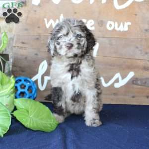 Kelly, Mini Labradoodle Puppy