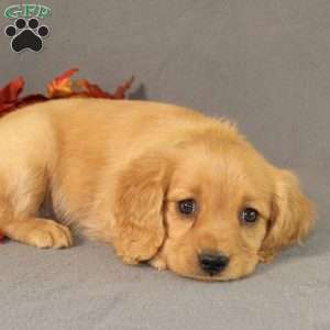 Shirley, Miniature Golden Retriever Puppy