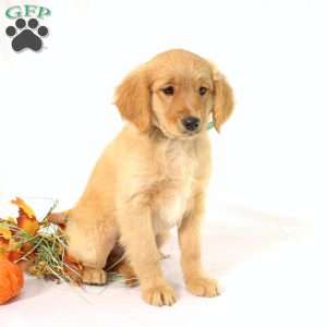 Albert, Miniature Golden Retriever Puppy