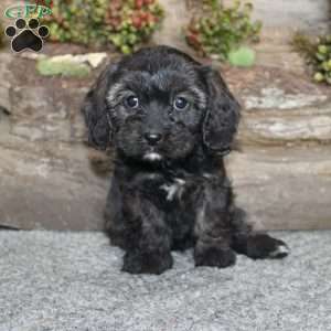 Cathy, Cavapoo Puppy