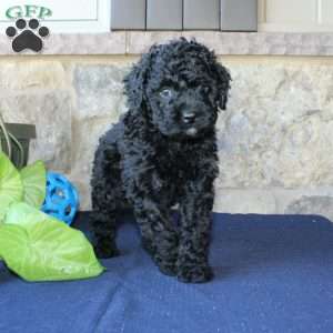 Kathy, Mini Labradoodle Puppy