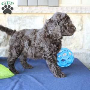 Kyle, Mini Labradoodle Puppy