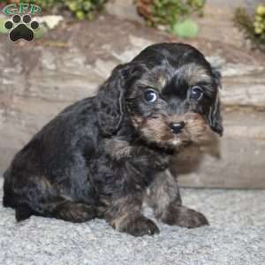 Charleen, Cavapoo Puppy