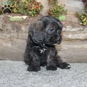 Cathy, Cavapoo Puppy