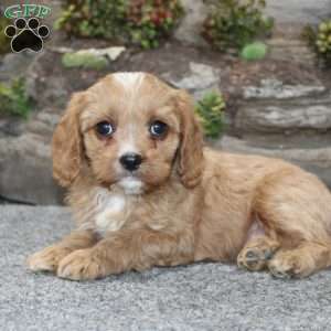 Cody, Cavapoo Puppy