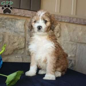 Samson, Mini Labradoodle Puppy