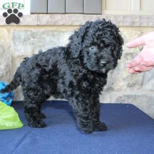 Kathy, Mini Labradoodle Puppy