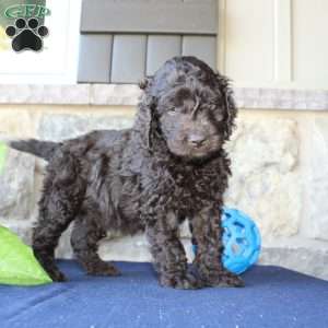 Kyle, Mini Labradoodle Puppy