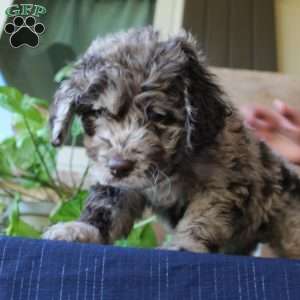 Kelly, Mini Labradoodle Puppy