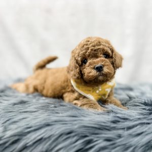 Karen Miller, View Puppies Breeder