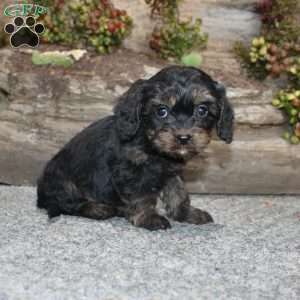 Charleen, Cavapoo Puppy