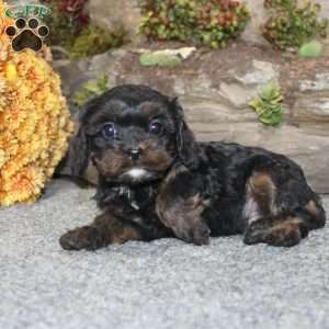 Calvin, Cavapoo Puppy