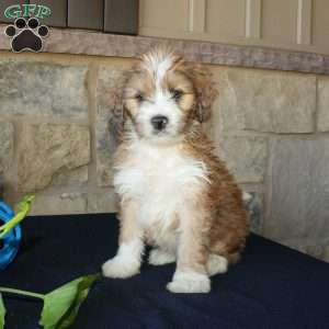 Samson, Mini Labradoodle Puppy