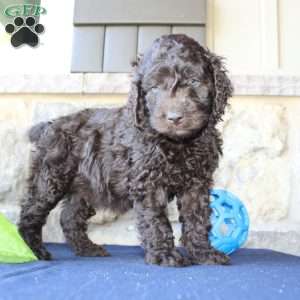 Kyle, Mini Labradoodle Puppy