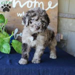 Kelly, Mini Labradoodle Puppy